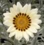 Seminte profesionale Gazania rigens - imagine 48980